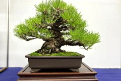 黒松盆栽 japanese black pine