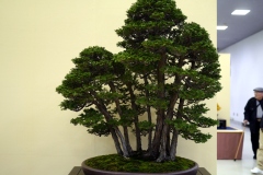 Japanese-cypress-bonsai-tree-001