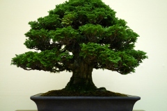 Japanese-cypress-bonsai-tree-002