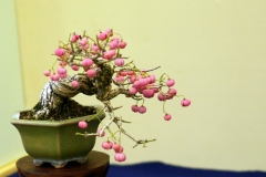 まゆみ盆栽 Mayumi Spindle tree