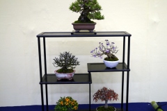 Tanakazari-bonsai-trees-001