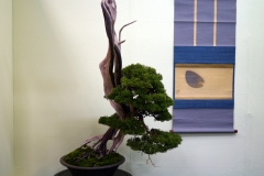 真柏盆栽 chinese juniper