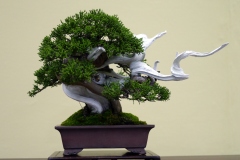 真柏盆栽 chinese juniper