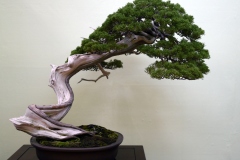 真柏盆栽 chinese juniper