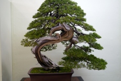 真柏盆栽 chinese juniper