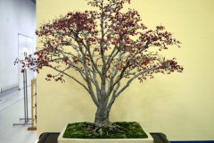 japanese-berry-bonsai-tree-001