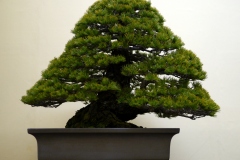 五葉松盆栽 Japanese white pine