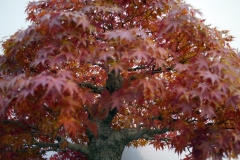 もみじ盆栽 japanese maple