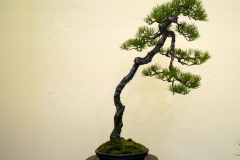 japanese-red-pine-bonsai-tree-001