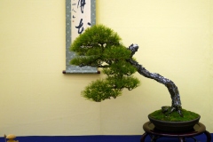 japanese-red-pine-bonsai-tree-002