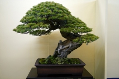 五葉松盆栽 japanese white pine