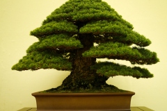 五葉松盆栽 japanese white pine