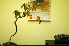 柿盆栽 persimmon