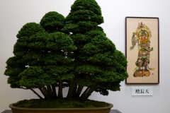 Japanese-cypress-bonsai-tree-004