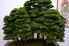 Japanese-cypress-bonsai-tree-005