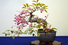 まゆみ盆栽 Mayumi Spindle tree