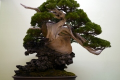 真柏盆栽 chinese juniper