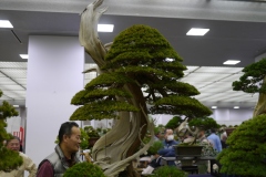 真柏盆栽 chinese juniper