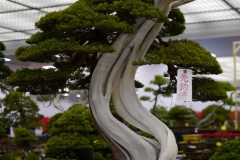 真柏盆栽 chinese juniper