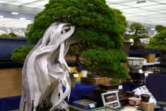 真柏盆栽 chinese juniper