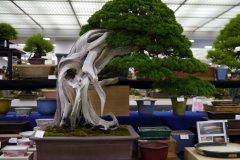 真柏盆栽 chinese juniper