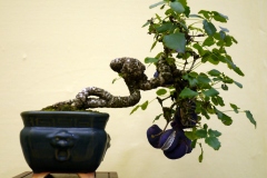 chocolate-vine-akebi-bonsai-tree-001