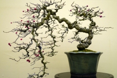 hawthorn-tree-bonsai-tree-001