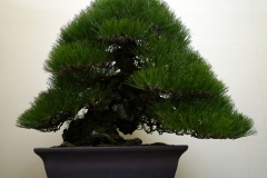 黒松盆栽 Japanese black pine