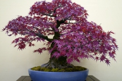 もみじ盆栽 japanese maple