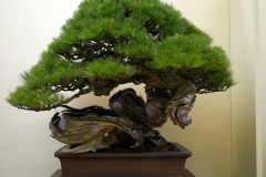 japanese-red-pine-bonsai-tree-004