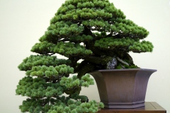 五葉松盆栽 japanese white pine