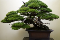 五葉松盆栽 japanese white pine