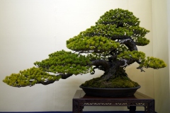 五葉松盆栽 japanese white pine