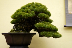 五葉松盆栽 japanese white pine