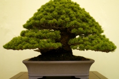 五葉松盆栽 japanese white pine