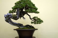 五葉松盆栽 japanese white pine