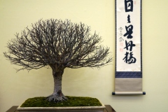 けやき盆栽 Japanese zelkova