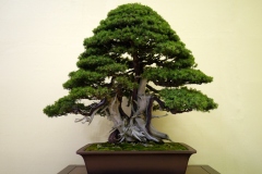 杜松盆栽 Needle Juniper