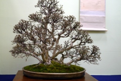 nishikigi-Spindle-tree-bonsai-tree-002