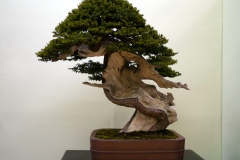 yew-bonsai-tree-001