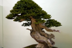 yew-bonsai-tree-002