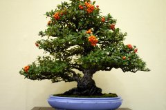 ピラカンサ盆栽 Pyracantha