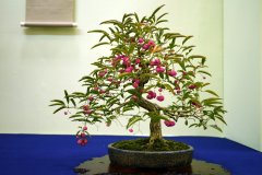 まゆみ盆栽 Mayumi Spindle tree