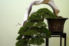 真柏盆栽 chinese juniper