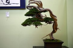 真柏盆栽 chinese juniper