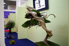 真柏盆栽 chinese juniper