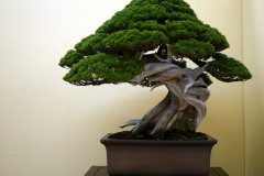 真柏盆栽 chinese juniper