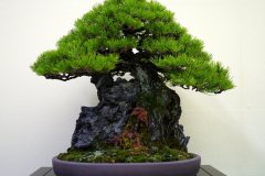 黒松盆栽 Japanese black pine