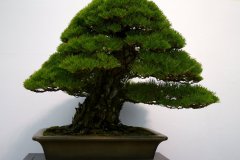 黒松盆栽 Japanese black pine