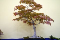 もみじ盆栽 japanese maple